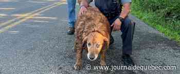Un chien de 13 ans sauvé dans une opération hors du commun