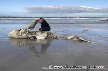Great White Sharks Flee From Orca Attacks