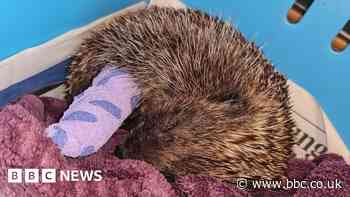 Shenley: Attacked pregnant hedgehog dies with babies