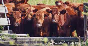 Supplementing yearlings in the summer grazing season: Is it worth it?