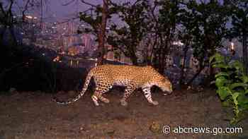 Big cats in urban jungle: LA mountain lions, Mumbai leopards