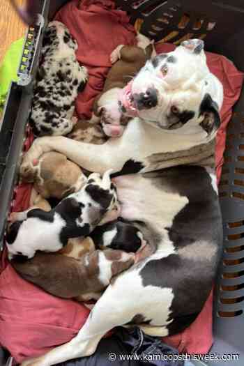 Puppies were stolen after Kamloops woman's sudden death - Kamloops This Week