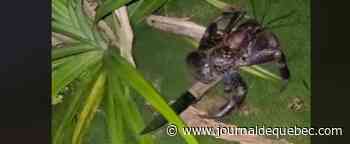Un campeur réveillé par un crabe tueur portant un couteau