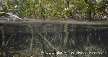 Federal funds to restore SA mangroves - Gloucester Advocate