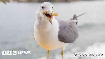 Gloucester City Councillors fear gull bird flu outbreak - BBC