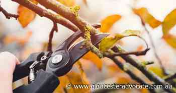 Dead wooding to crown lifting: the many ways to prune - Gloucester Advocate