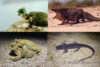 Cold-blooded animals that never seem to age - EL PAÍS USA