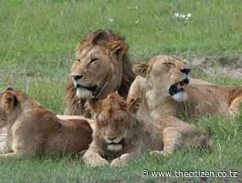 Wild animals kill 49 people in Ngorongoro in six years - The Citizen