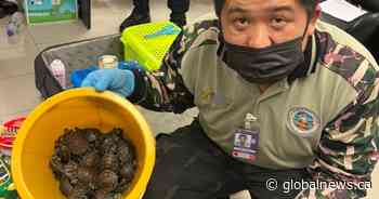 109 live animals found in women’s luggage in wildlife smuggling bust - Global News