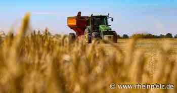 Weizenernte in der Ukraine schwächer als in den Vorjahren - Wirtschaft - Rheinpfalz.de