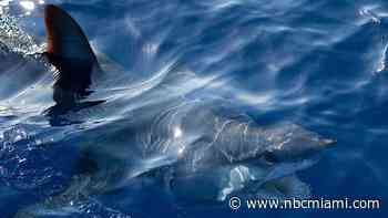 Mid-Air Blood Transfusion May Have Helped Save Florida Keys Shark Bite Victim