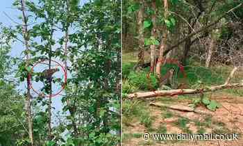 Brute force of nature: Leopard jumps through trees to KILL baby monkey in India