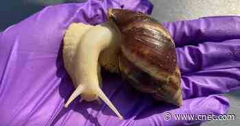 Giant Concrete-Eating Snails Trigger Florida Quarantine     - CNET