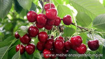 Schädlingsbekämpfung: Dank einfacher Tricks kann man Kirschbäume schützen