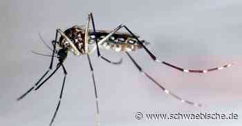 Ägyptische Tigermücke im Landkreis Ravensburg entdeckt - Schwäbische
