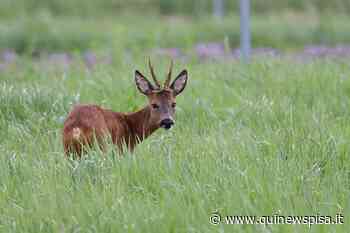Un capriolo scorrazza in città - Qui News Pisa