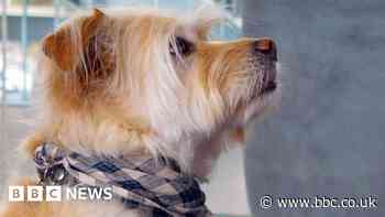 Dogs given their own treat-dispensing game console