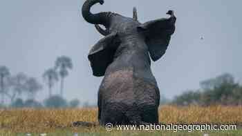A day in the Okavango Delta - National Geographic