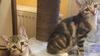 Katzenbabys aus Tierheim in Marburg-Cappel sind wieder da - HIT RADIO FFH