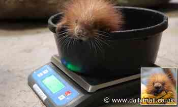 Porcupette is born just in time for world porcupine day