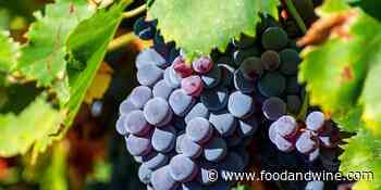 What Is Carignan Wine? A Guide to the Carignan Grape Variety - Food & Wine