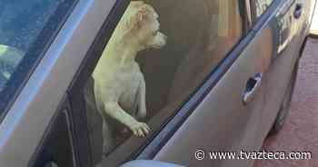 Multas a quien abandone perros en el coche en Chihuahua - TV Azteca