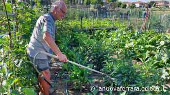 Ferrara: negli orti svegli all'alba per l'acqua - La Nuova Ferrara