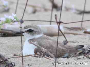 Al fratino piace la spiaggia di Caorle - Adnkronos