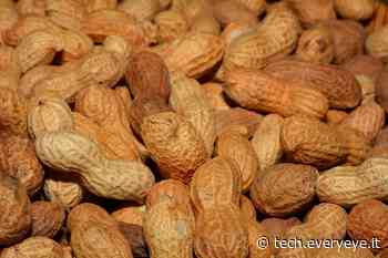 Le arachidi non fanno parte della famiglia delle noci. Ti sorprenderà sapere cosa sono! - Everyeye Tech
