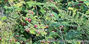 Wilde Früchte am Wegesrand: In Wipperfürth und Lindlar gibt es dieses Jahr viele Beeren - Kölnische Rundschau