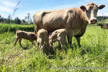 Cariboo couple's cow delivers triplets – 100 Mile House Free Press - 100 Mile Free Press
