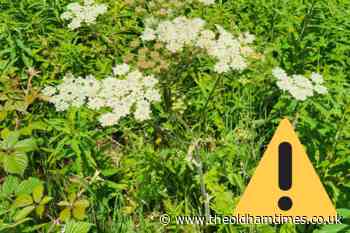 Giant hogweed in Oldham confirmed– how to protect from burns - The Oldham Times