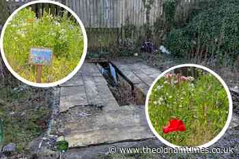 Neighbours create 'carpet of colour' with wildflower meadow - The Oldham Times