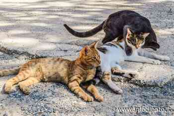 Castellabate tutela le colonie feline - Info Cilento