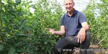 MZ+ Martin Gottschling holt sein Bio-Gemüse frisch vom Acker in die Küche - Marler Zeitung