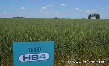 Prohíben el trigo transgénico en la provincia de Buenos Aires - Infoeme