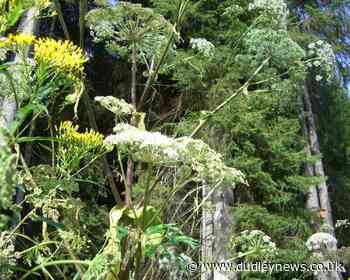 Giant hogweed warning as dog dies after touching toxic plant | Dudley News - Dudley News