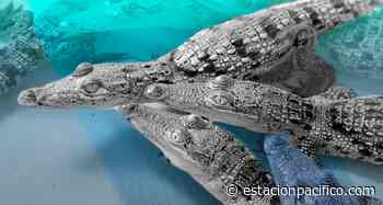 Manzanillo: nacen 26 crías de cocodrilo de río – Estación Pacífico - EstaciónPacífico.com
