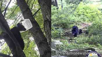 Bear cub rescued after getting head stuck in plastic jug - Nanaimo News NOW