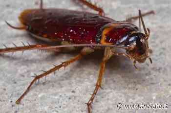 Blatte e scarafaggi in centro storico, Curcio: “Occorrono disinfestazioni massicce” - tvprato.it