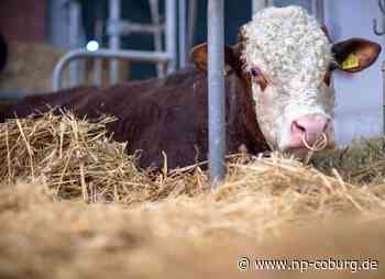 Coburger Land - Jungbullen büxen aus - Neue Presse Coburg