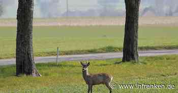 Ebersdorf bei Coburg: Autofahrer weicht Rehen aus und überschlägt sich - 46-Jähriger verletzt - inFranken.de