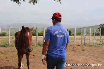 Órgãos de vigilância em Itaberaba intensificam operações e endurecem punição para quem deixar animais soltos nas ruas - itaberaba.ba.gov.br