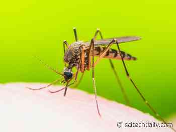 Some Viruses Make You Smell Tastier to Mosquitoes – Increasing the Spread of Disease