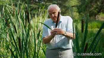 David Attenborough probes secret lives of plants in The Green Planet