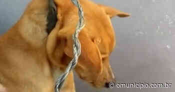 Delegado de Brusque resgata cão sendo enforcado em Blumenau - O Município