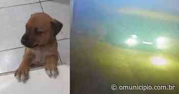 VÍDEO – Cachorra é abandonada no bairro Bateas, em Brusque - O Município
