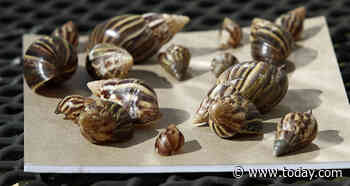 Invasive giant snail species that carries deadly parasite detected in Florida