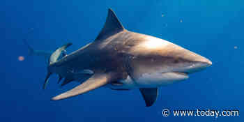 A juvenile is attacked by a shark at a Florida beach, suffers serious injuries