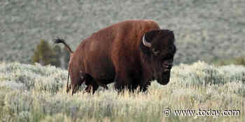 Second visitor in 3 days gored by a bison at Yellowstone